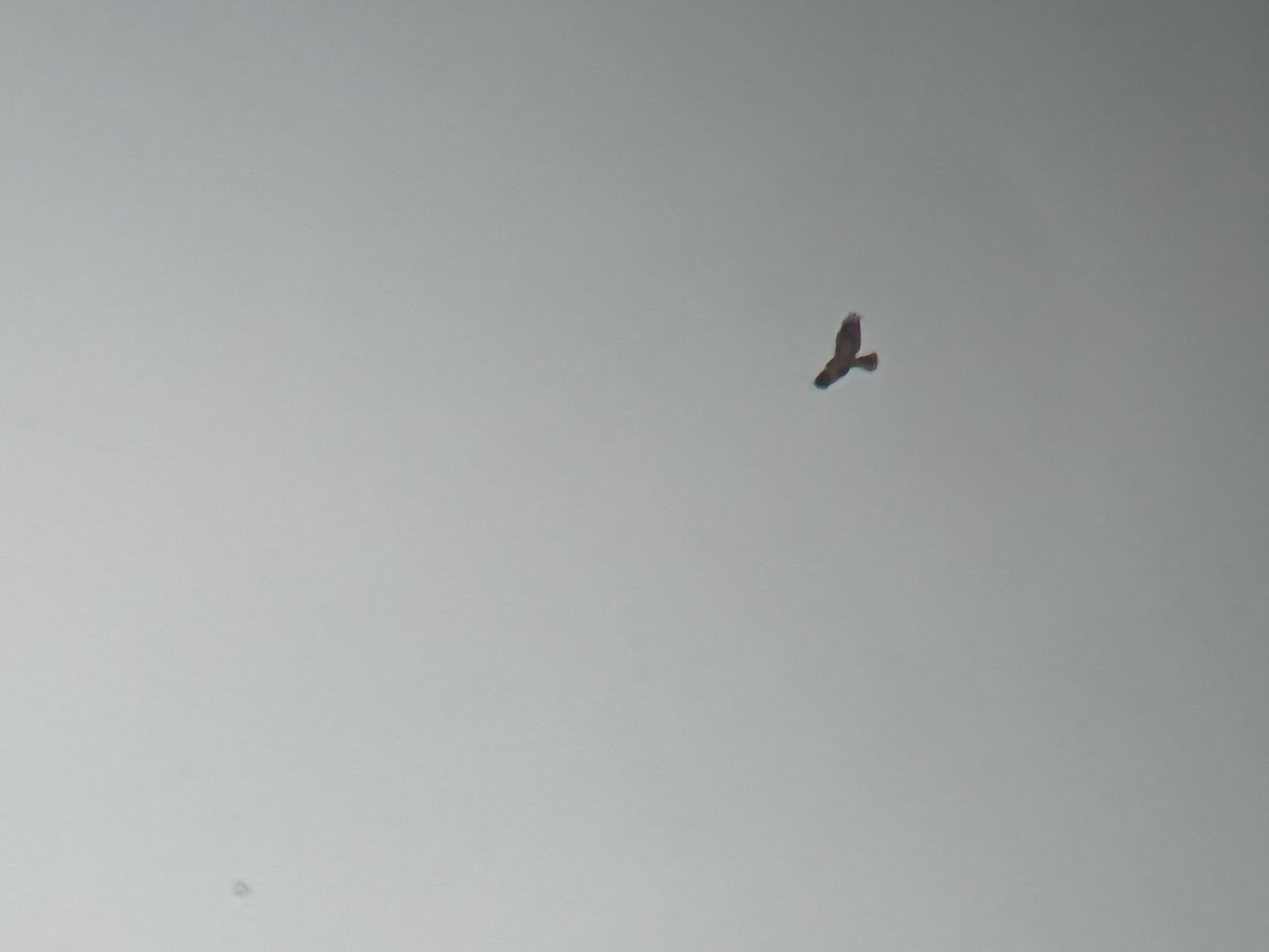 Western Marsh Harrier - ML609489900