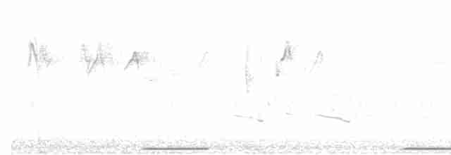 holub pestrokřídlý - ML609490051