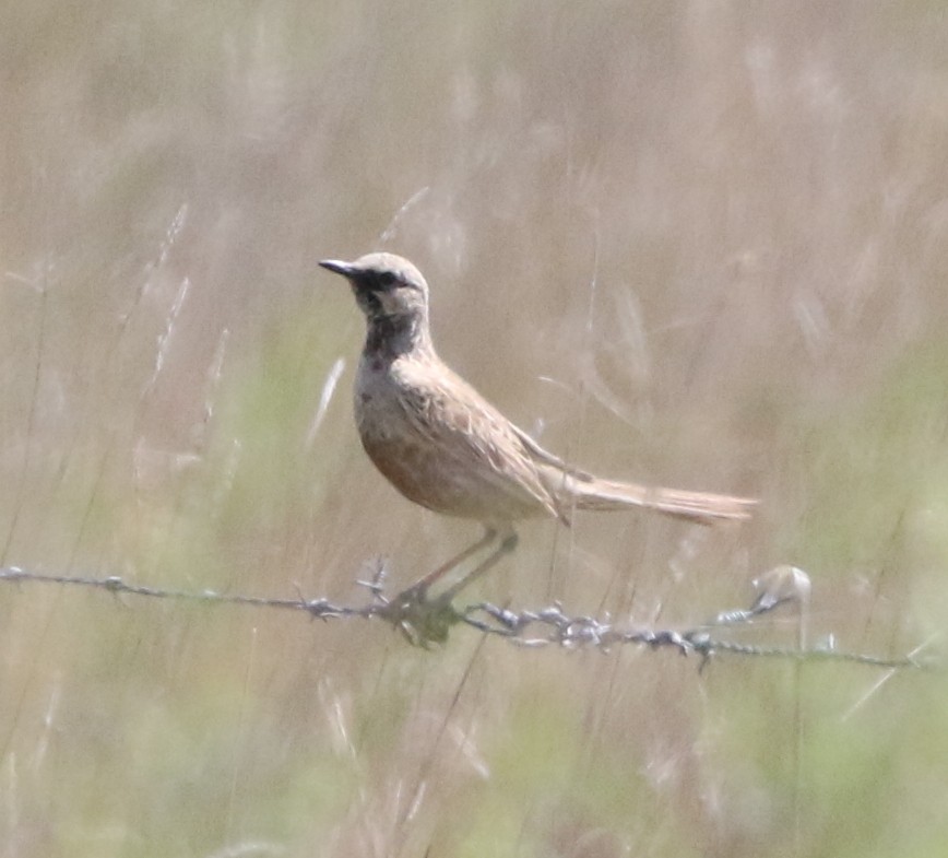 eBird Checklist - 2 Oct 2023 - Parkwood Road, Wallaroo - 4 species