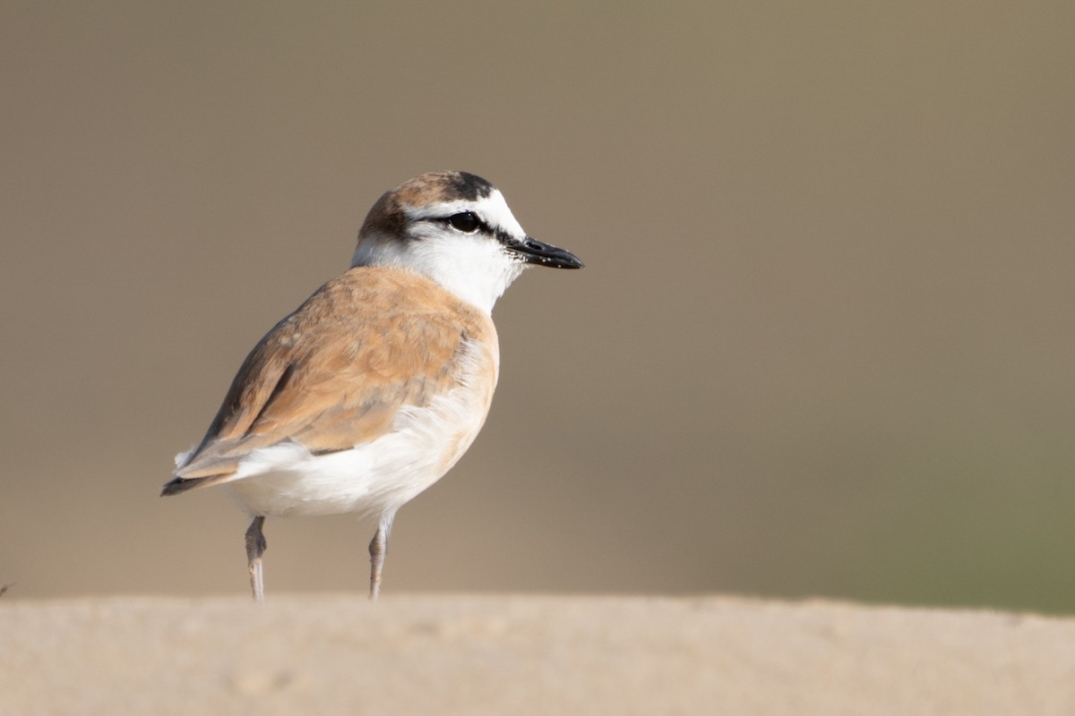White-fronted Plover - ML609490758