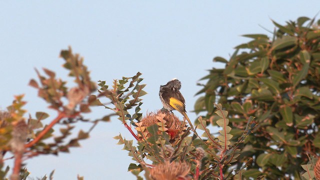 White-cheeked Honeyeater - ML609490764