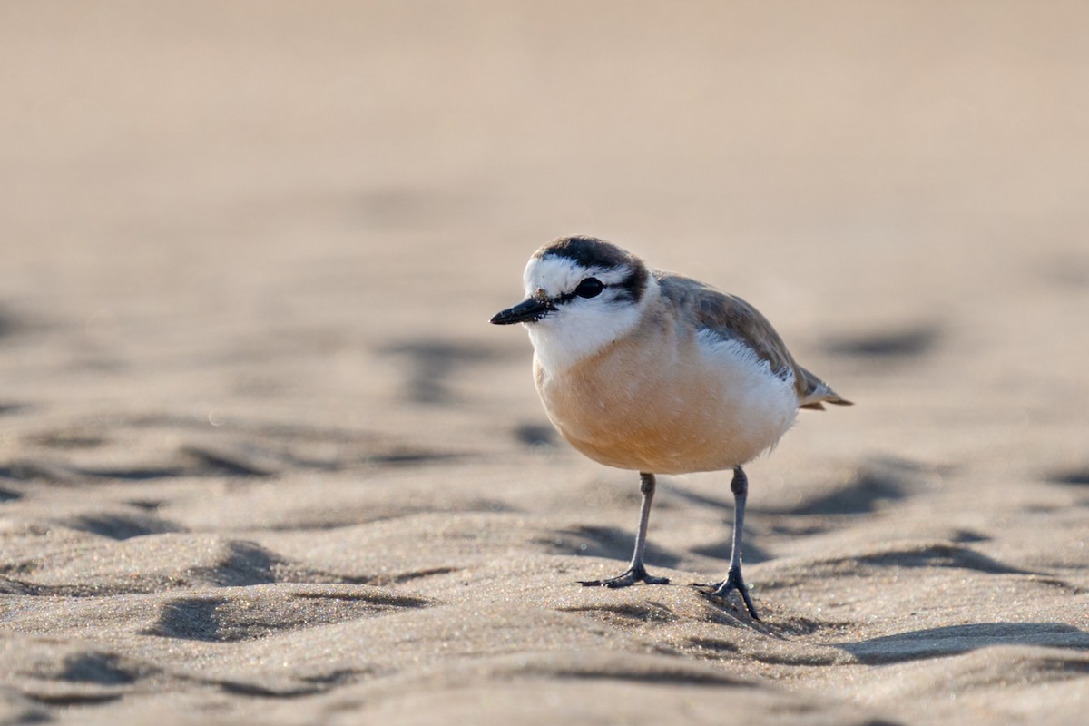 White-fronted Plover - ML609490774