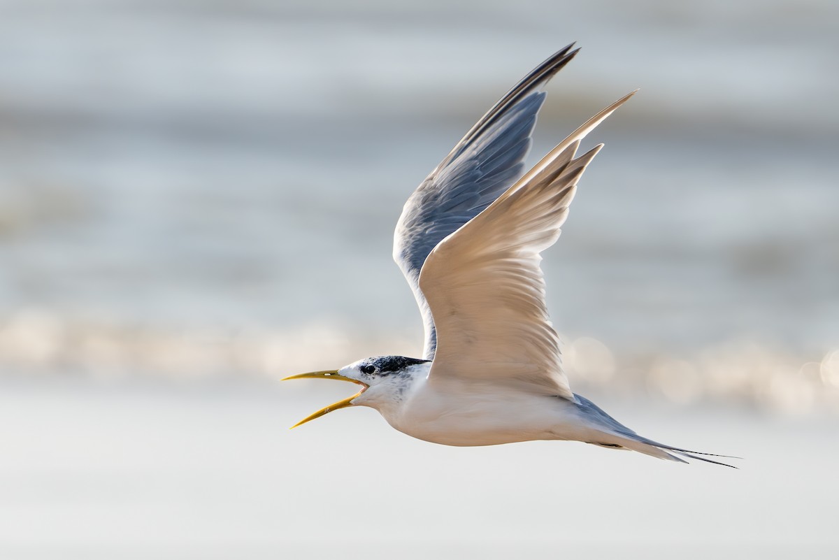 Great Crested Tern - ML609490797