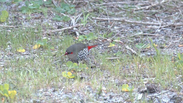 Red-eared Firetail - ML609490877