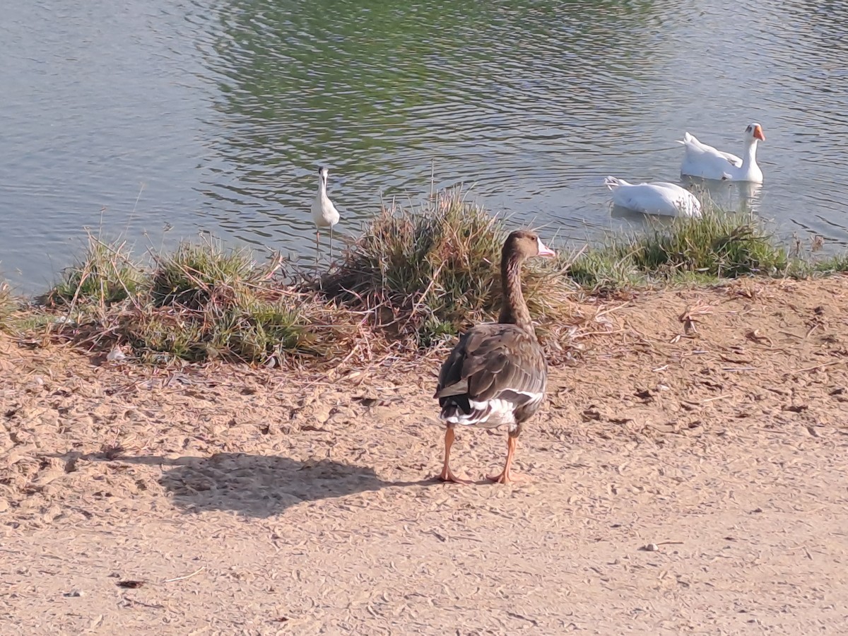 Greater White-fronted Goose - ML609491464