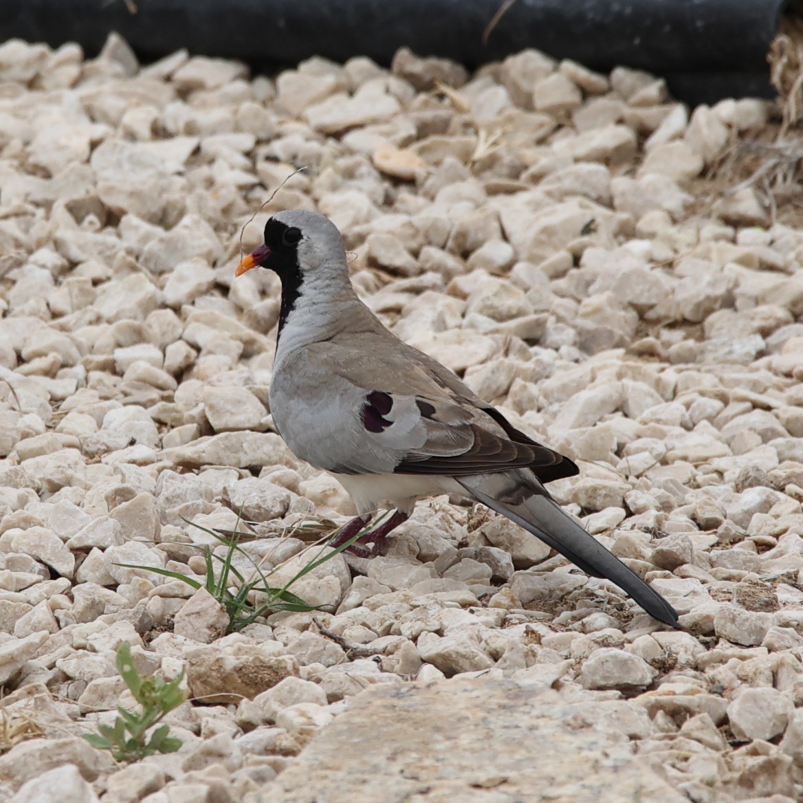 Namaqua Dove - ML609491637