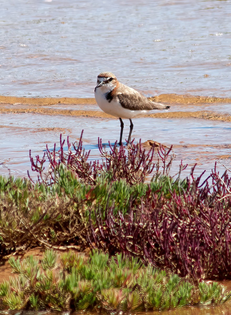 Red-capped Plover - ML609491714