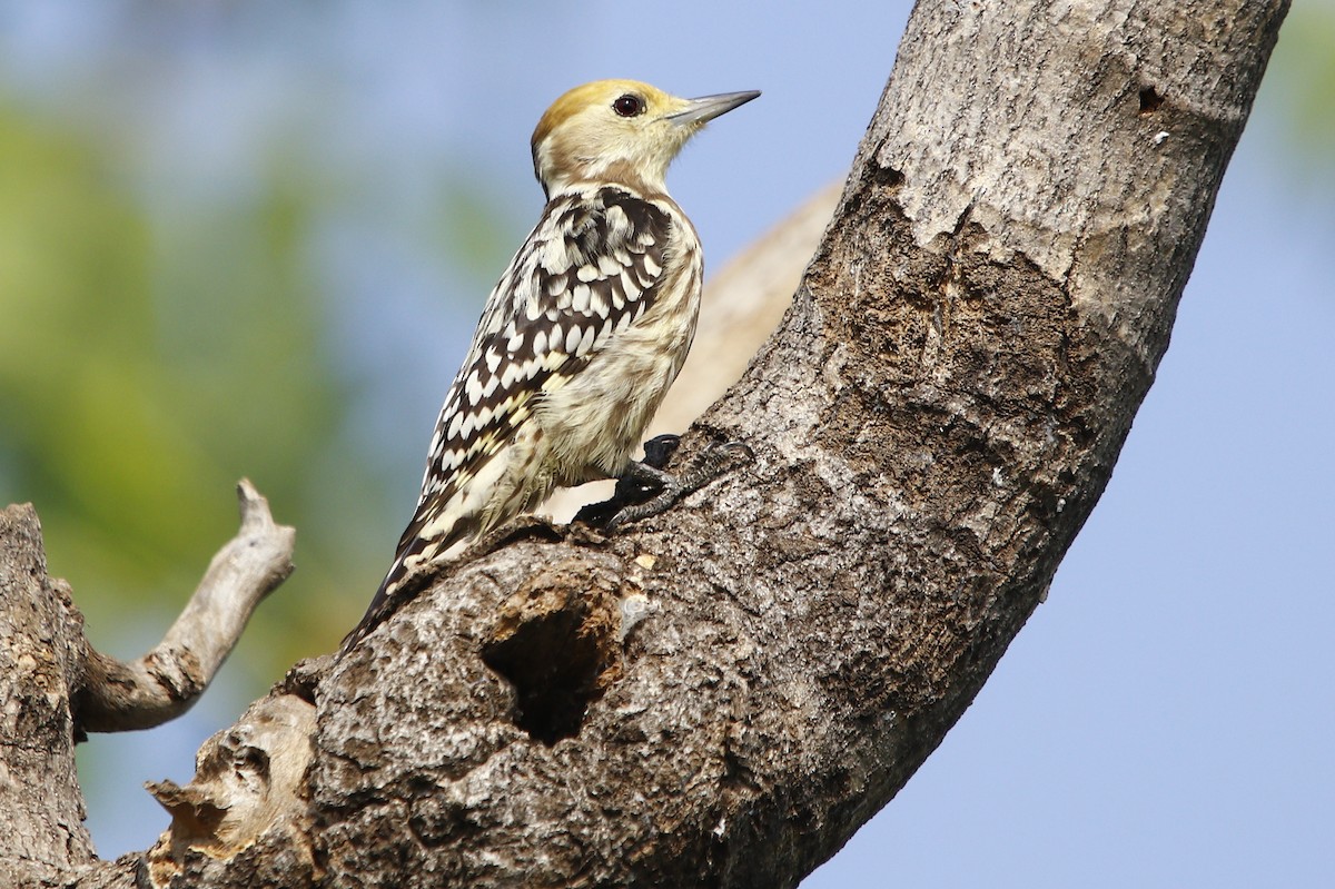 Yellow-crowned Woodpecker - ML609492205
