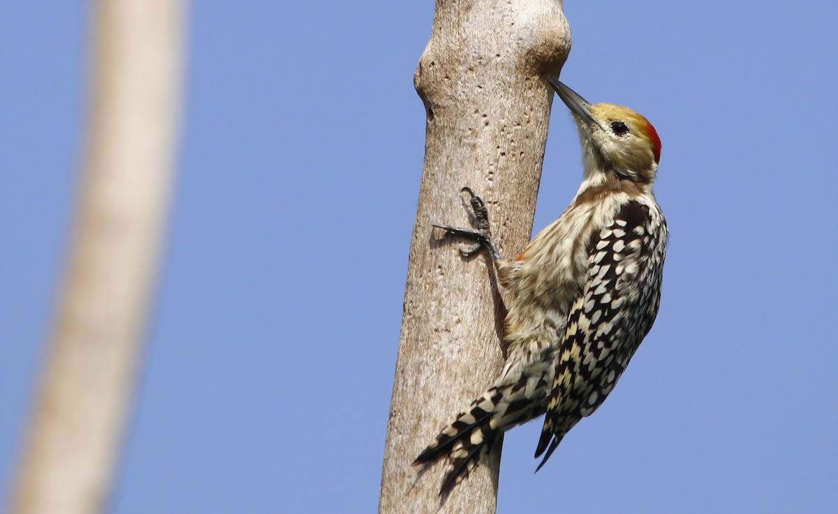 Yellow-crowned Woodpecker - ML609492259