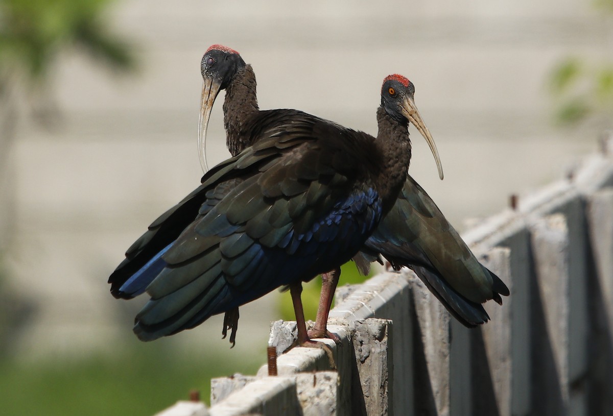 ibis bradavičnatý - ML609492519