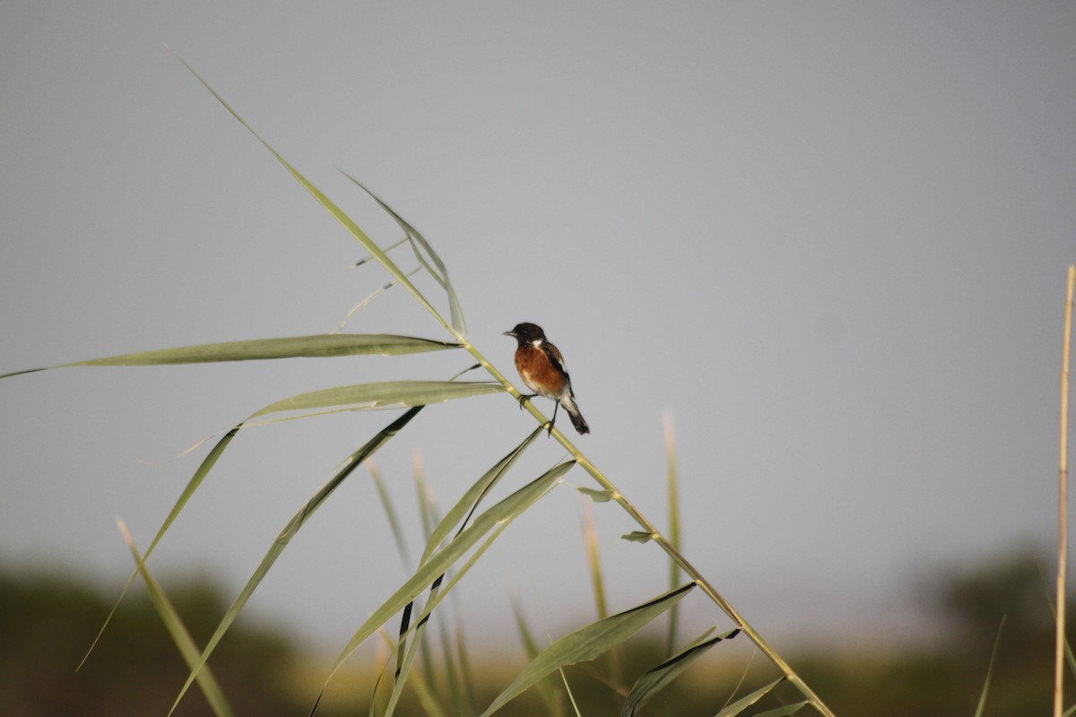 African Stonechat - ML609493121