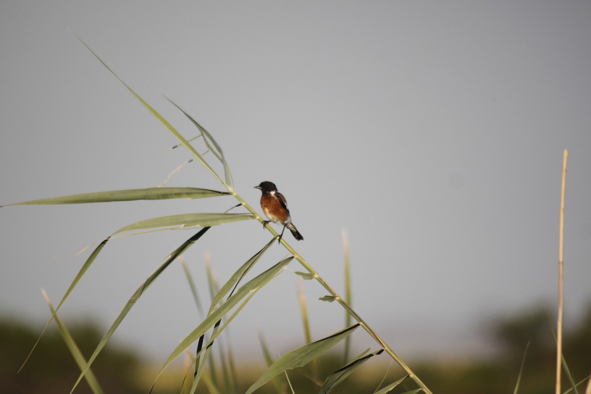 African Stonechat - ML609493122