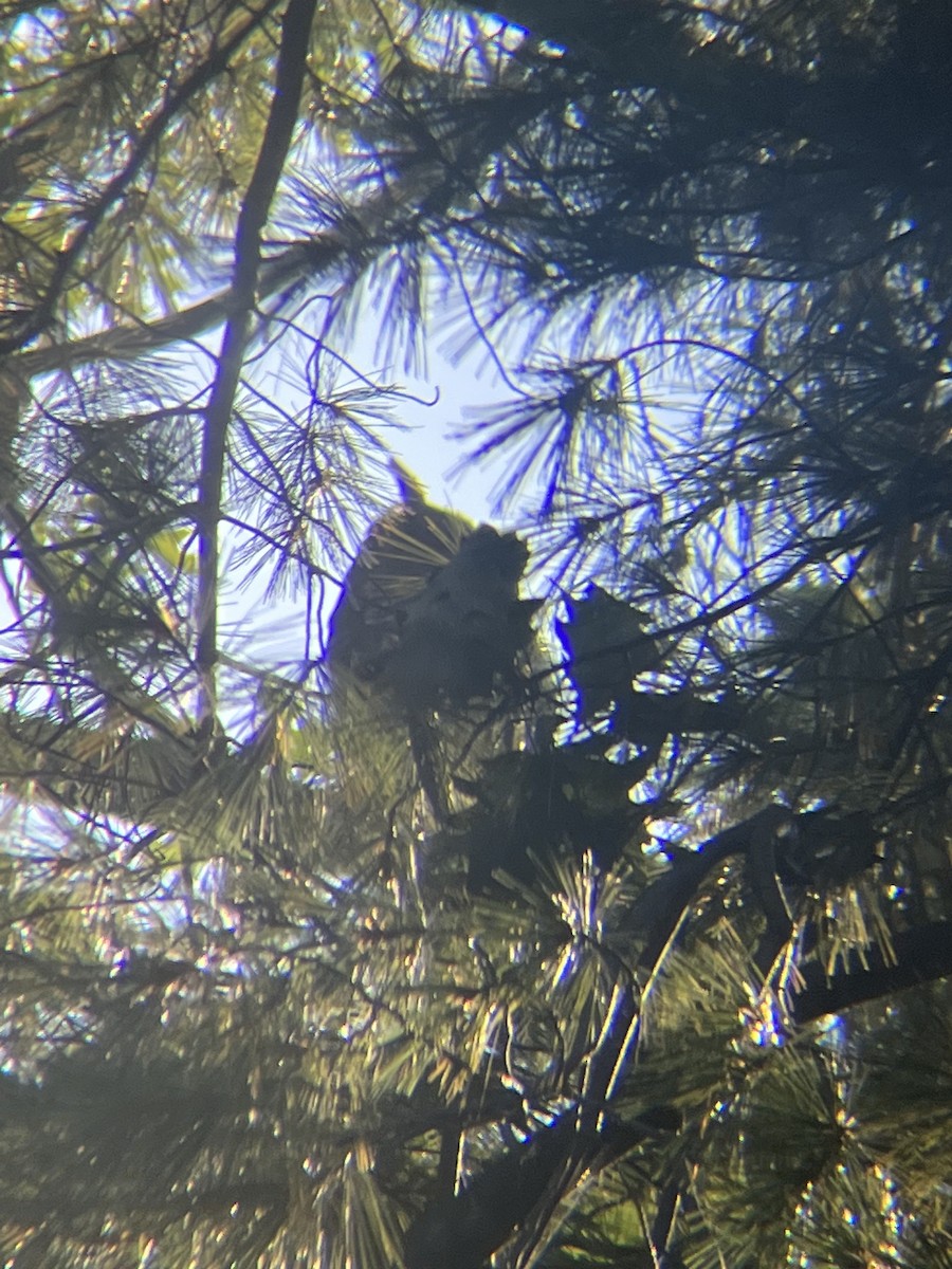 Great Horned Owl - ML609494226