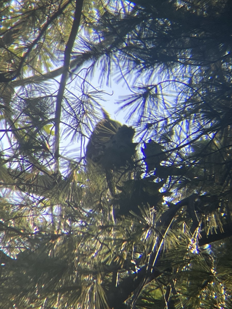 Great Horned Owl - ML609494227