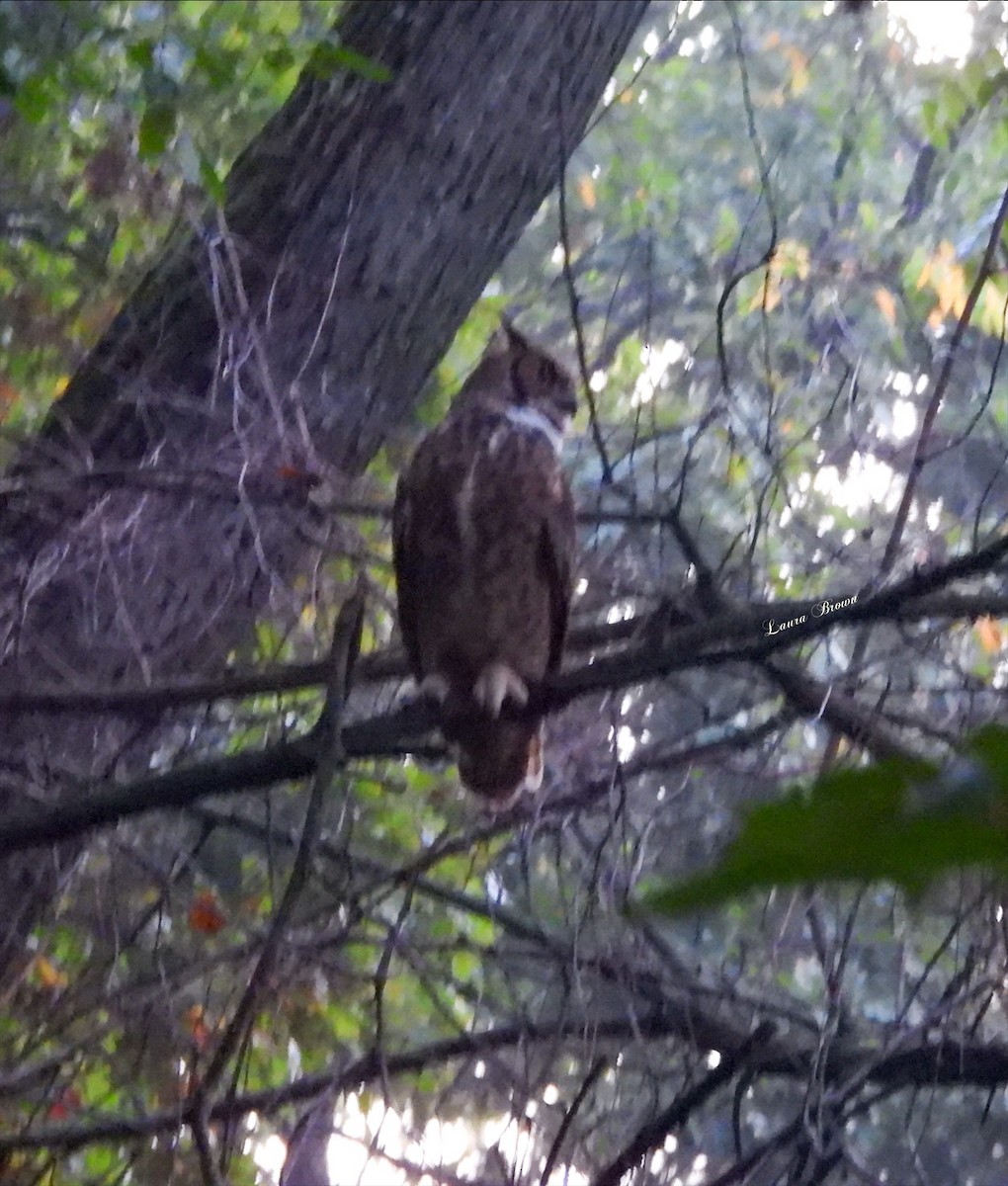 Great Horned Owl - ML609494263