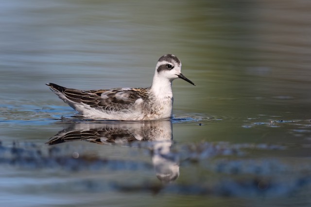 Red-necked Phalarope