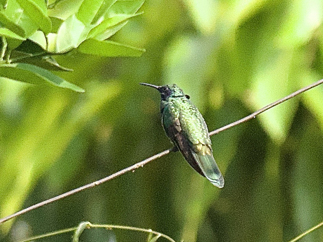 kolibřík modrolící - ML609495226
