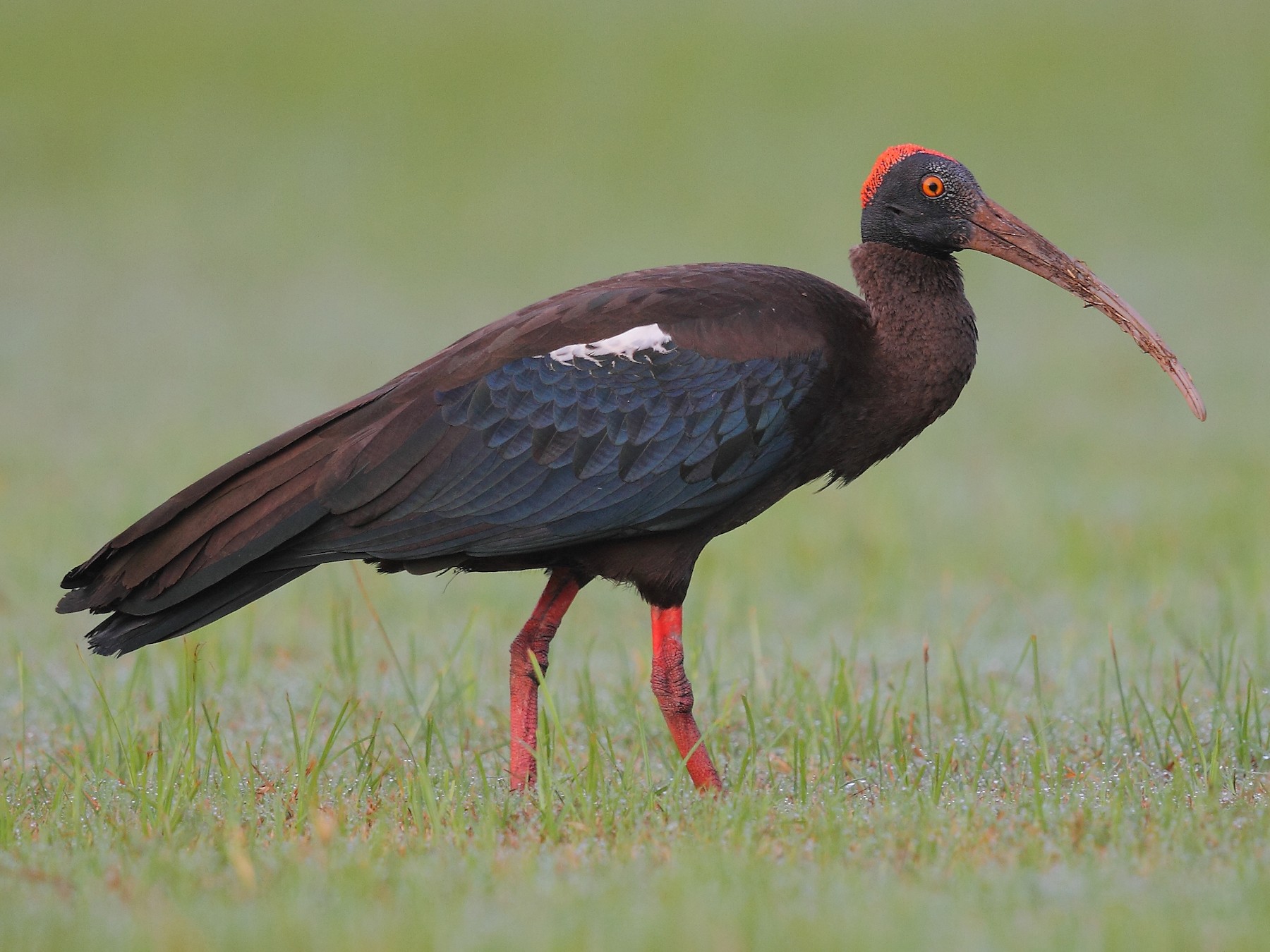 Red-naped Ibis - Krishnan Sivasubramanian