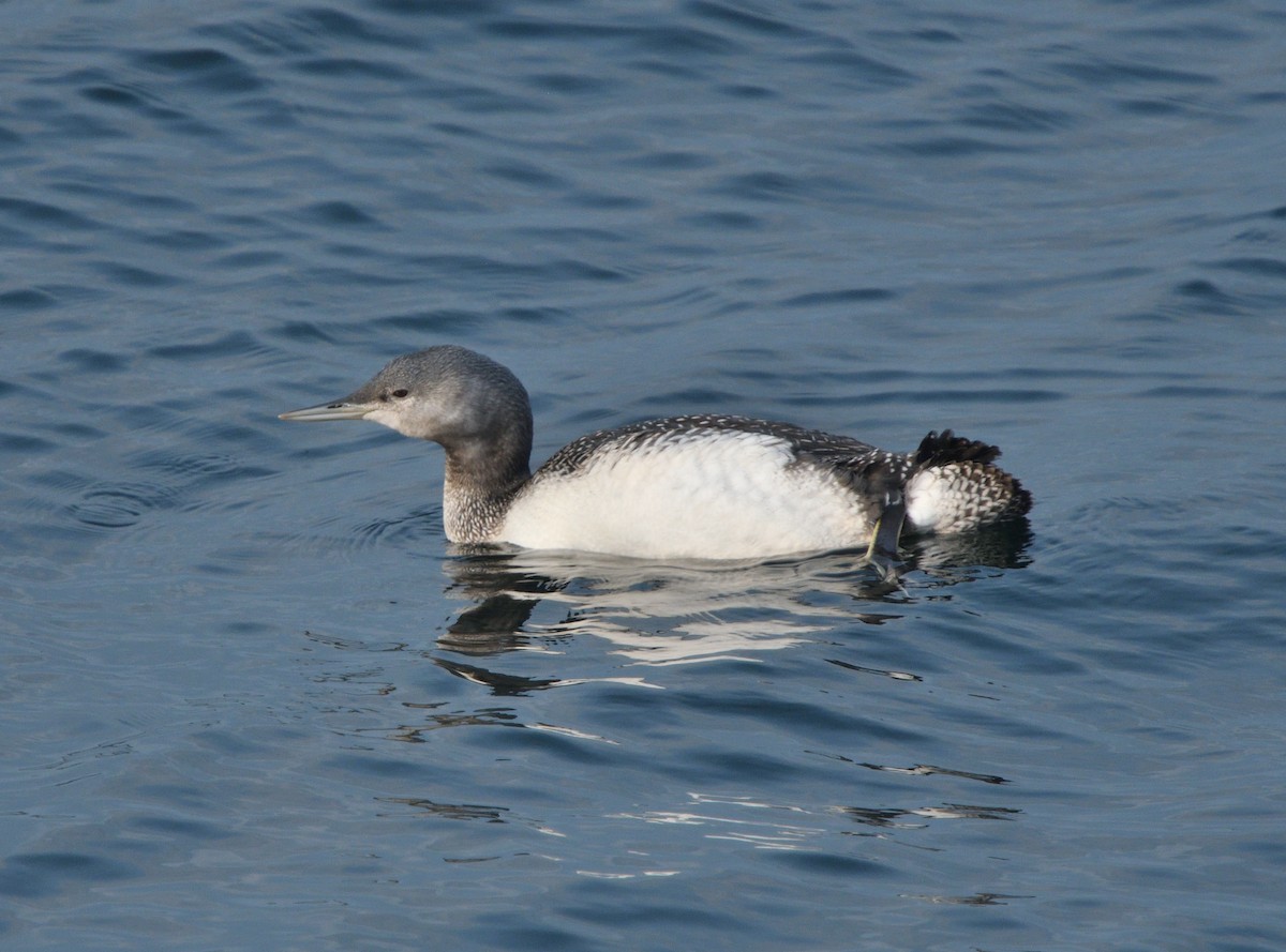 Red-throated Loon - ML609495908