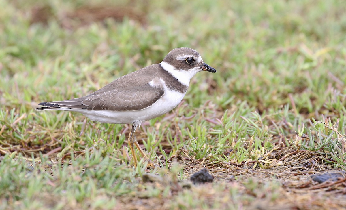 Semipalmated Plover - ML609495926