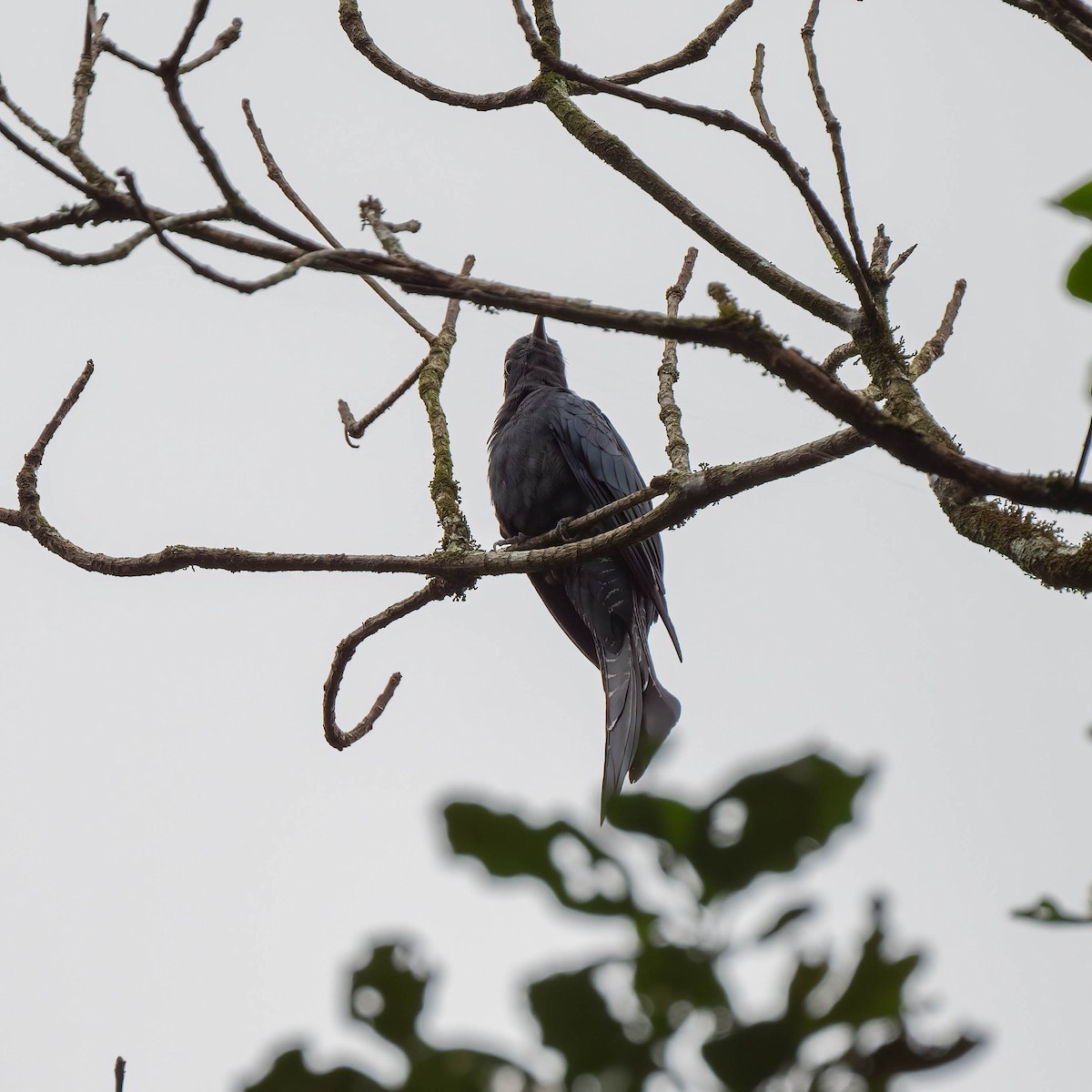 Square-tailed Drongo-Cuckoo - ML609495931