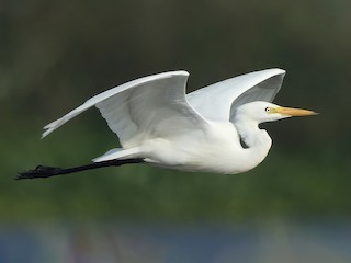 非繁殖期の成鳥 - Albin Jacob - ML609496033