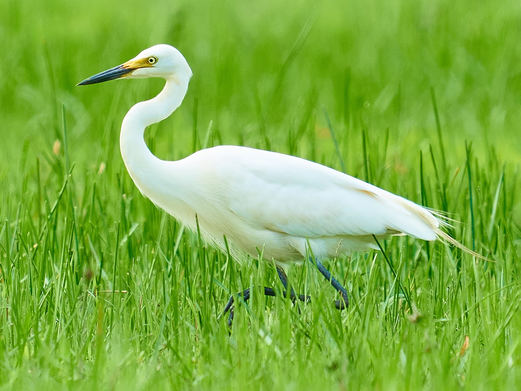 Medium Egret - Raghavendra  Pai