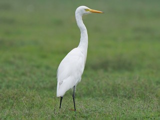 チュウサギ - eBird