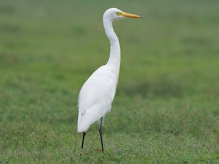 非繁殖期の成鳥 - Tim Avery - ML609496037