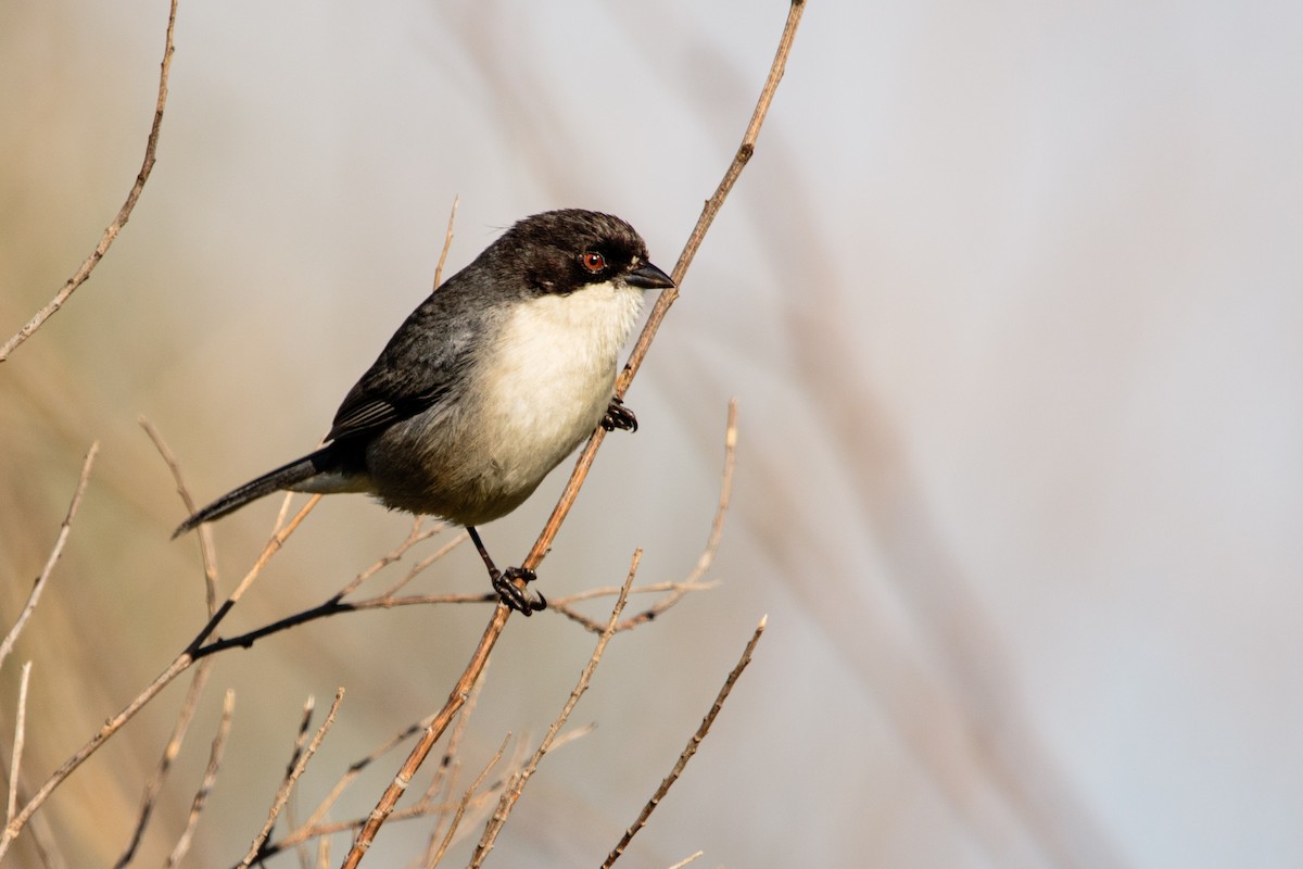 Black-capped Warbling Finch - ML609496241