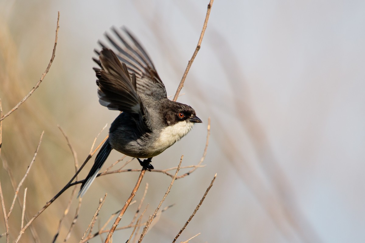 Black-capped Warbling Finch - ML609496242