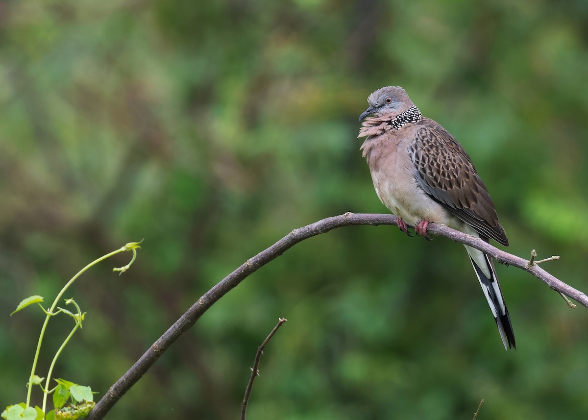 Spotted Dove (Eastern) - ML609496280