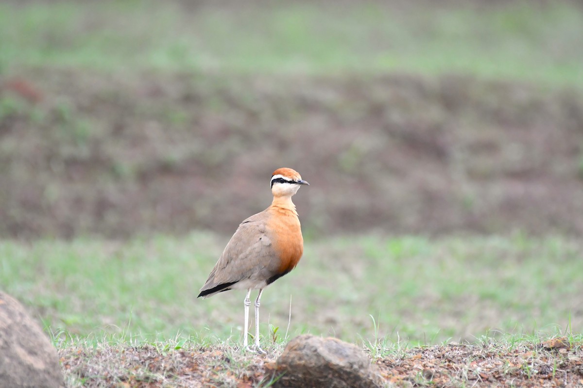 Indian Courser - ML609496377
