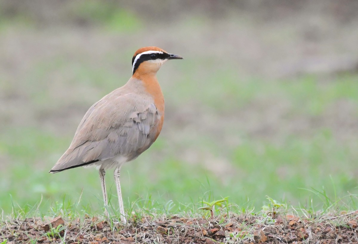Indian Courser - ML609496378