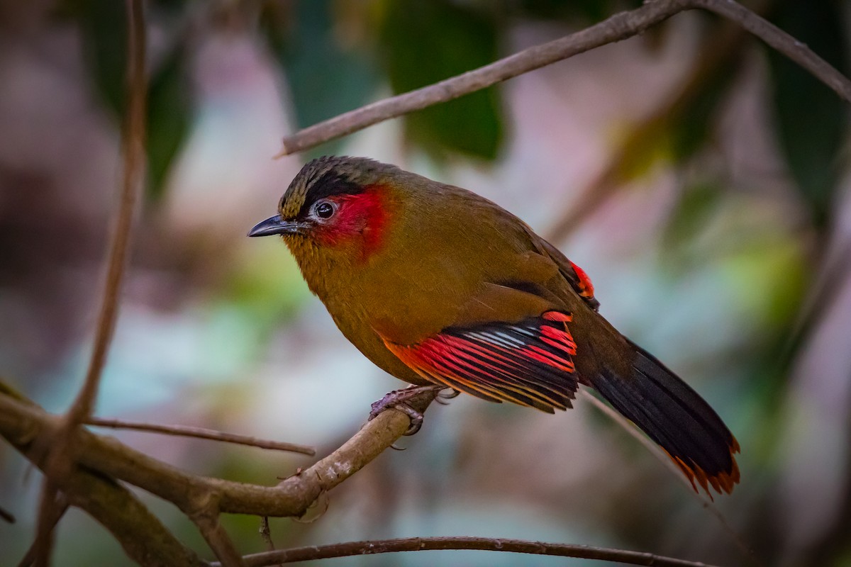 Red-faced Liocichla - ML609496743