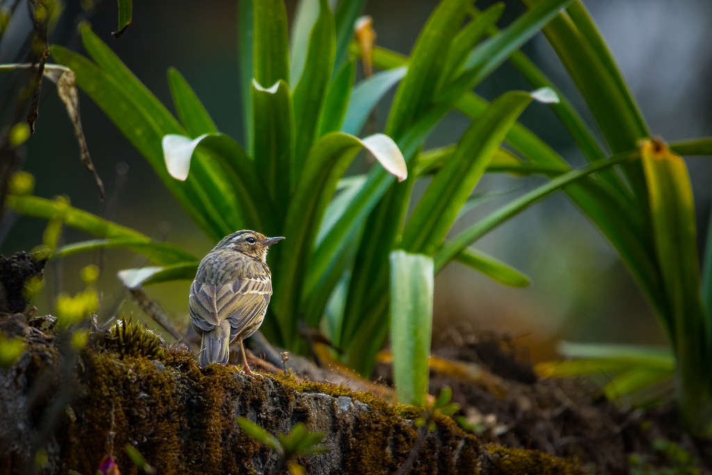 Olive-backed Pipit - ML609496820