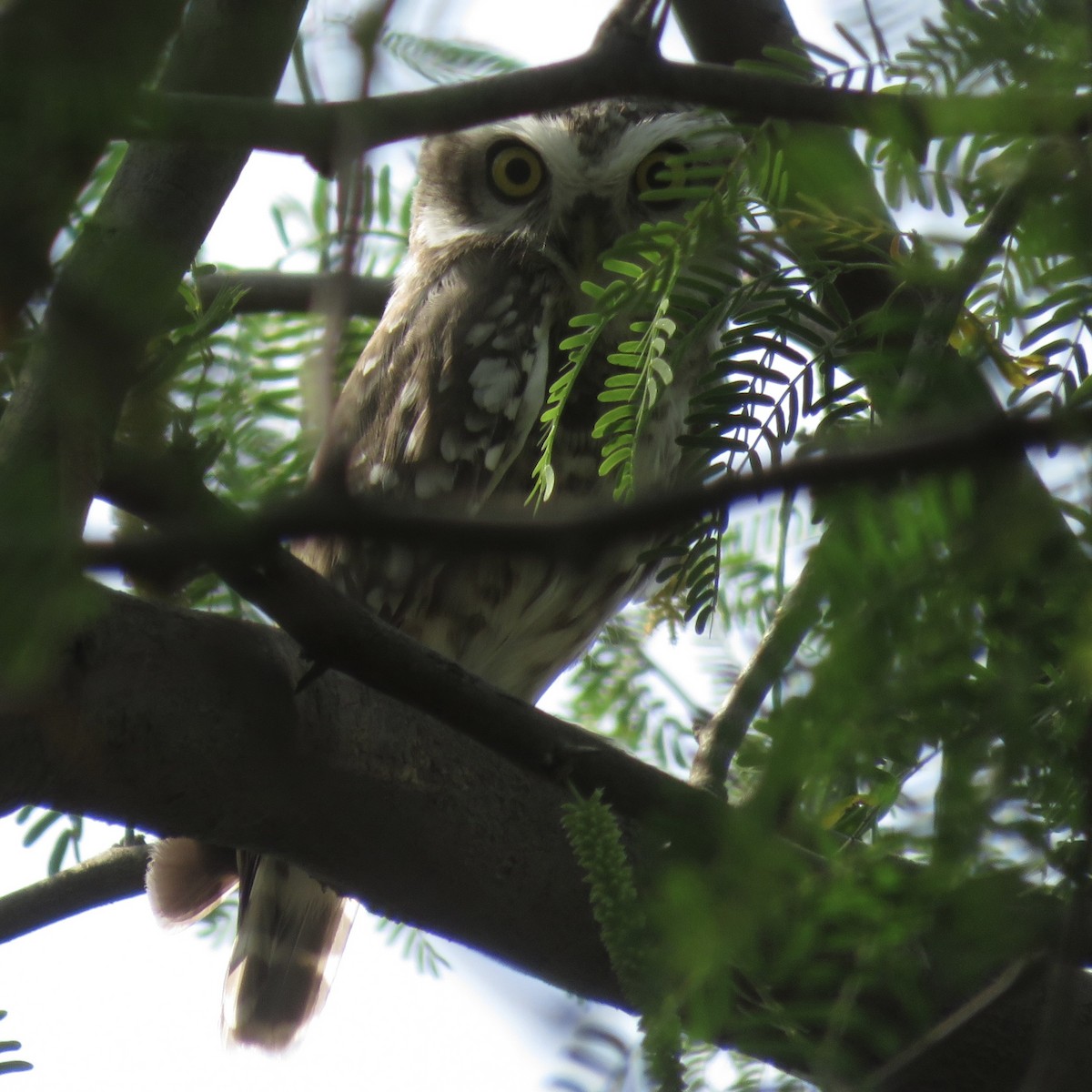 Spotted Owlet - ML609497022