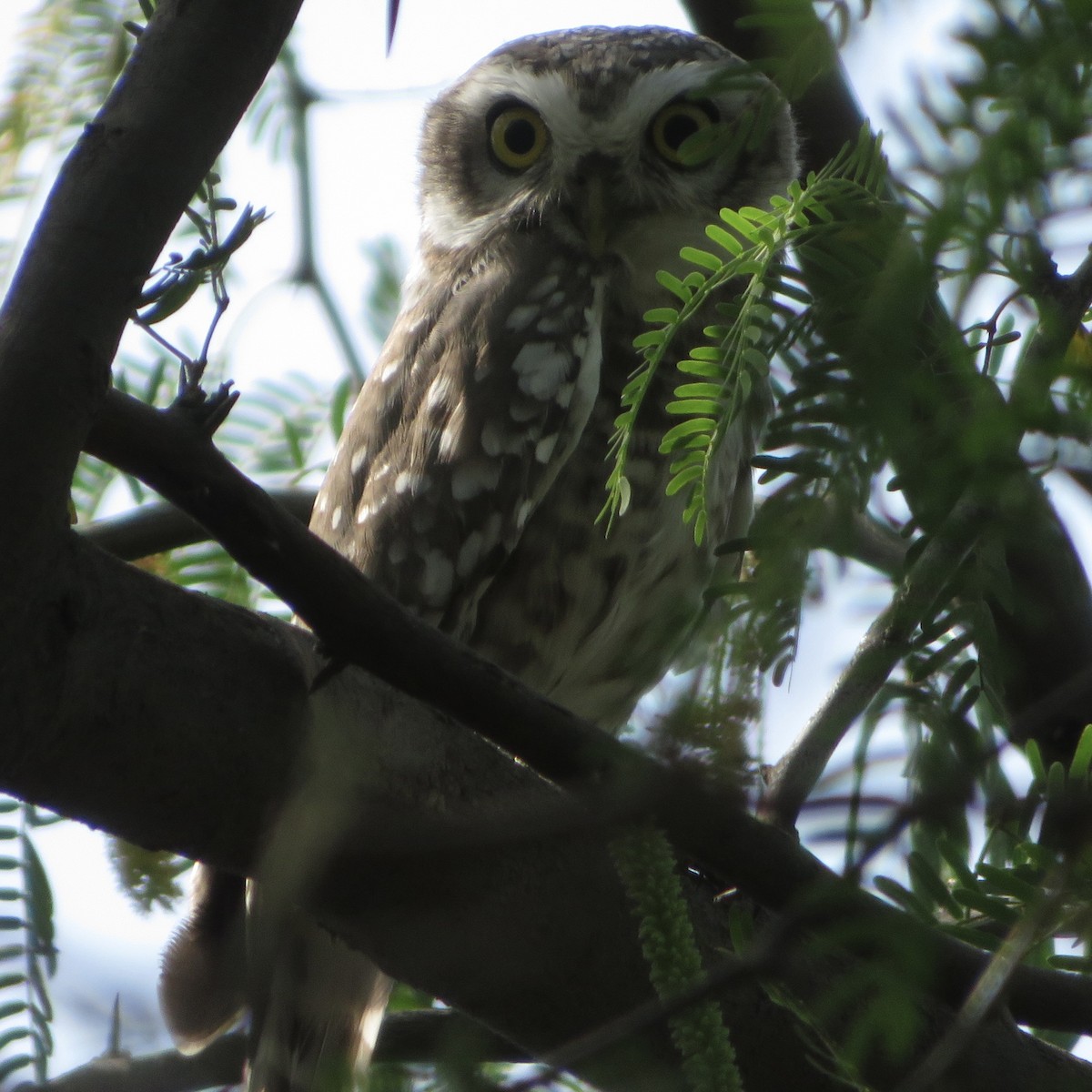 Spotted Owlet - ML609497023