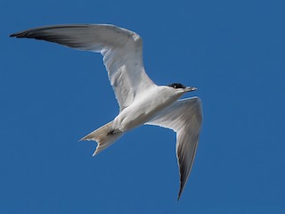 นกเต็มวัยในฤดูผสมพันธุ์ - Hayley Alexander - ML609497166