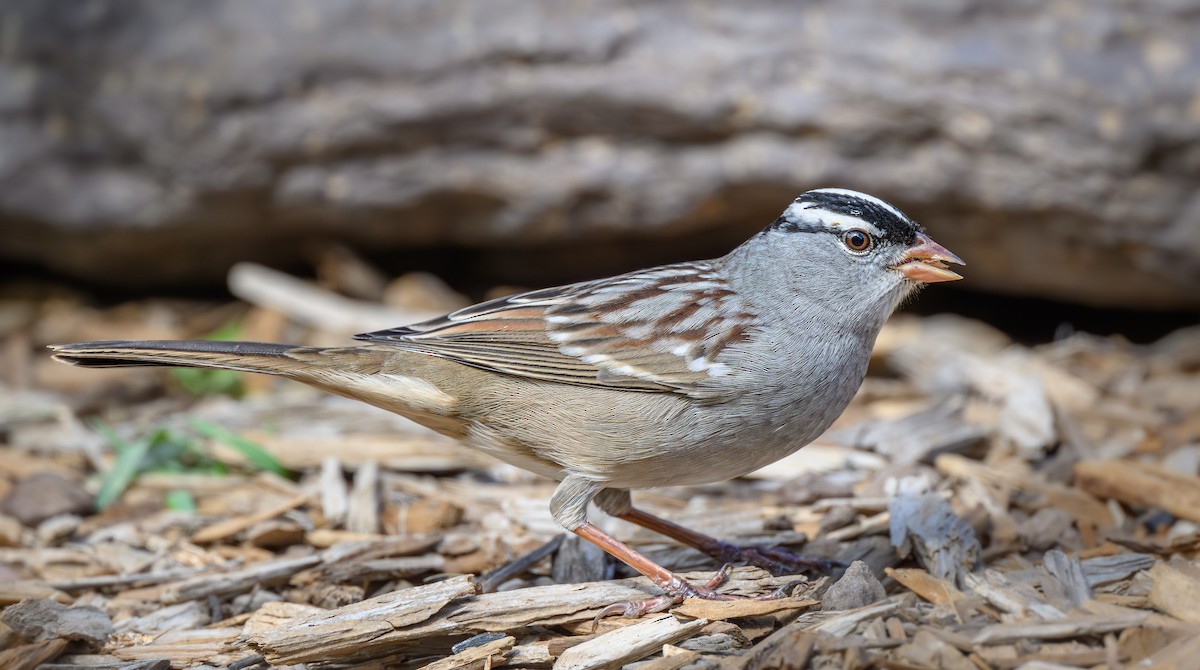White-crowned Sparrow (Dark-lored) - ML609497222