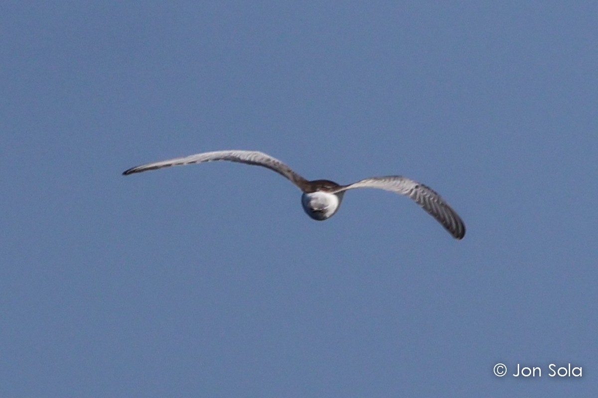 White-winged Tern - ML609497223