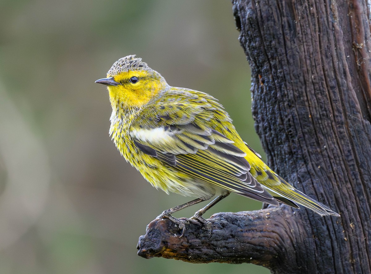 Cape May Warbler - ML609497425