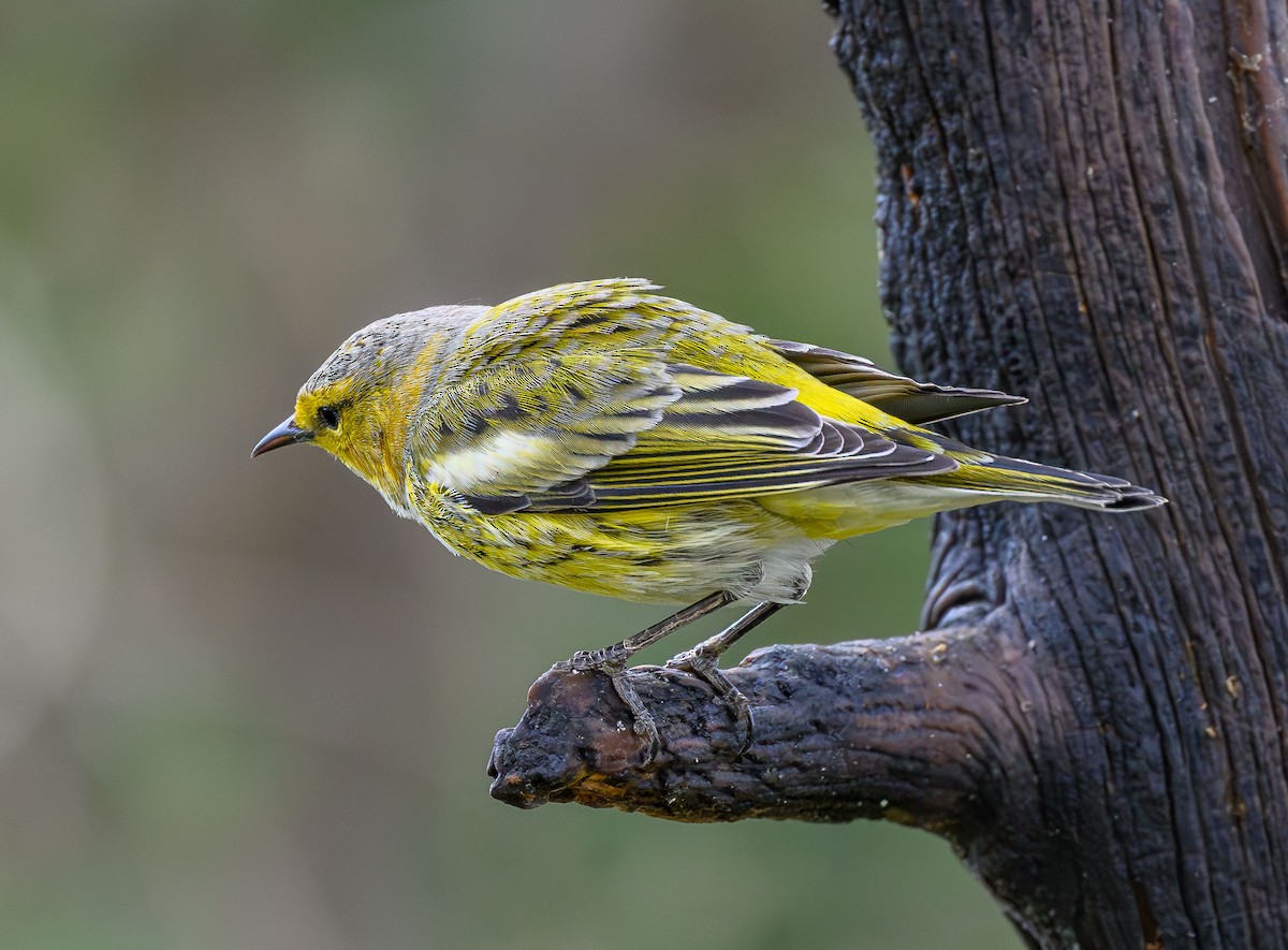 Cape May Warbler - ML609497426