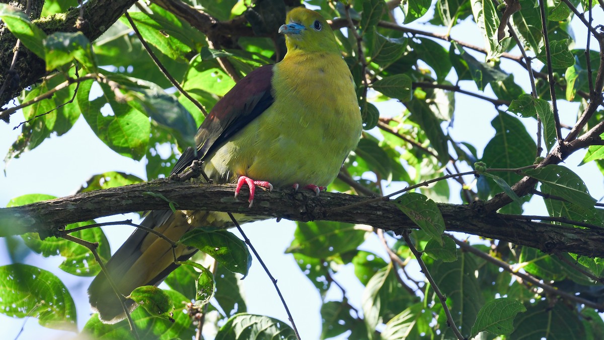 Wedge-tailed Green-Pigeon - ML609497466