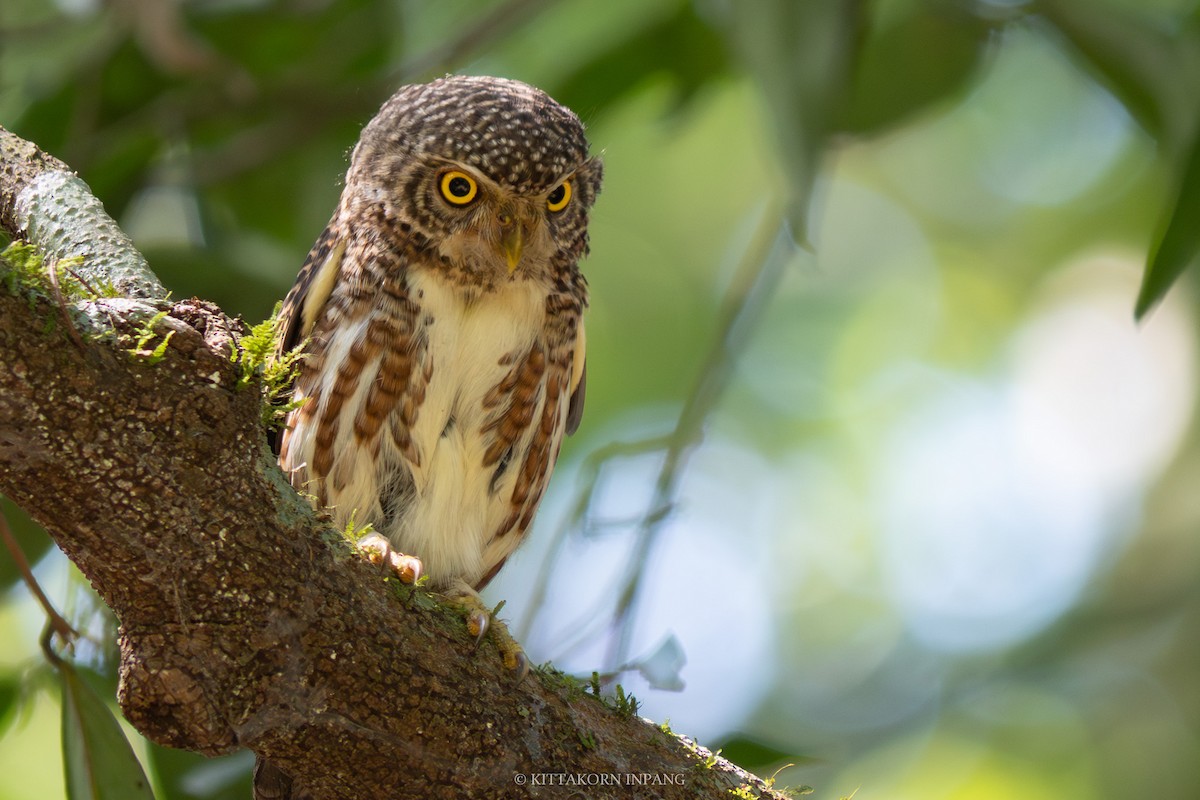 Collared Owlet - ML609497471