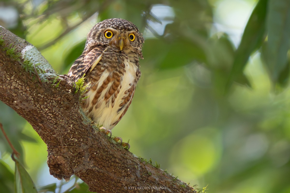 Collared Owlet - ML609497472