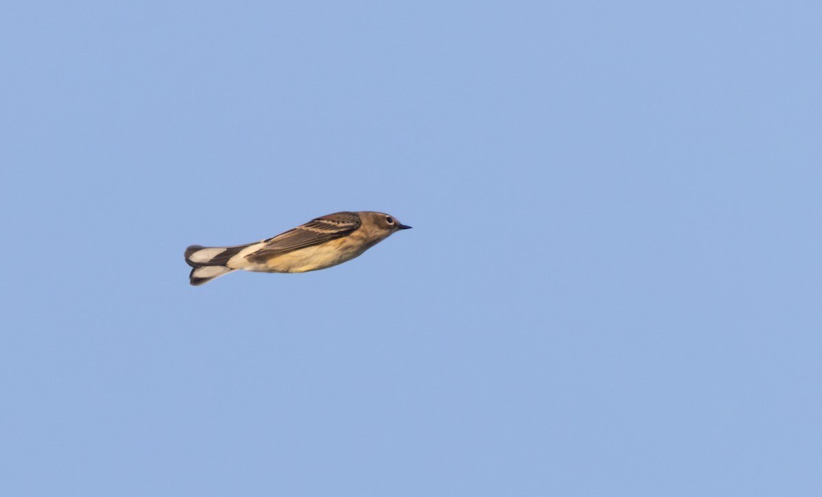 Yellow-rumped Warbler (Myrtle) - ML609497695