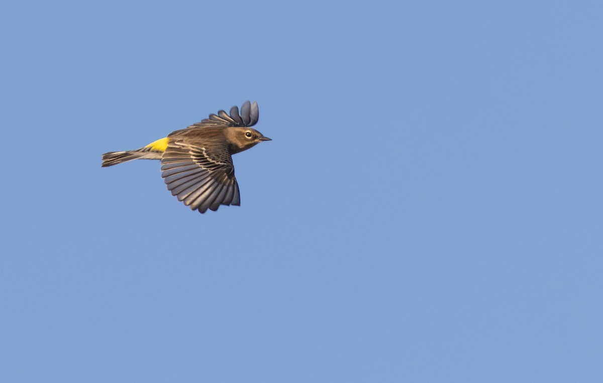 Yellow-rumped Warbler (Myrtle) - ML609497696