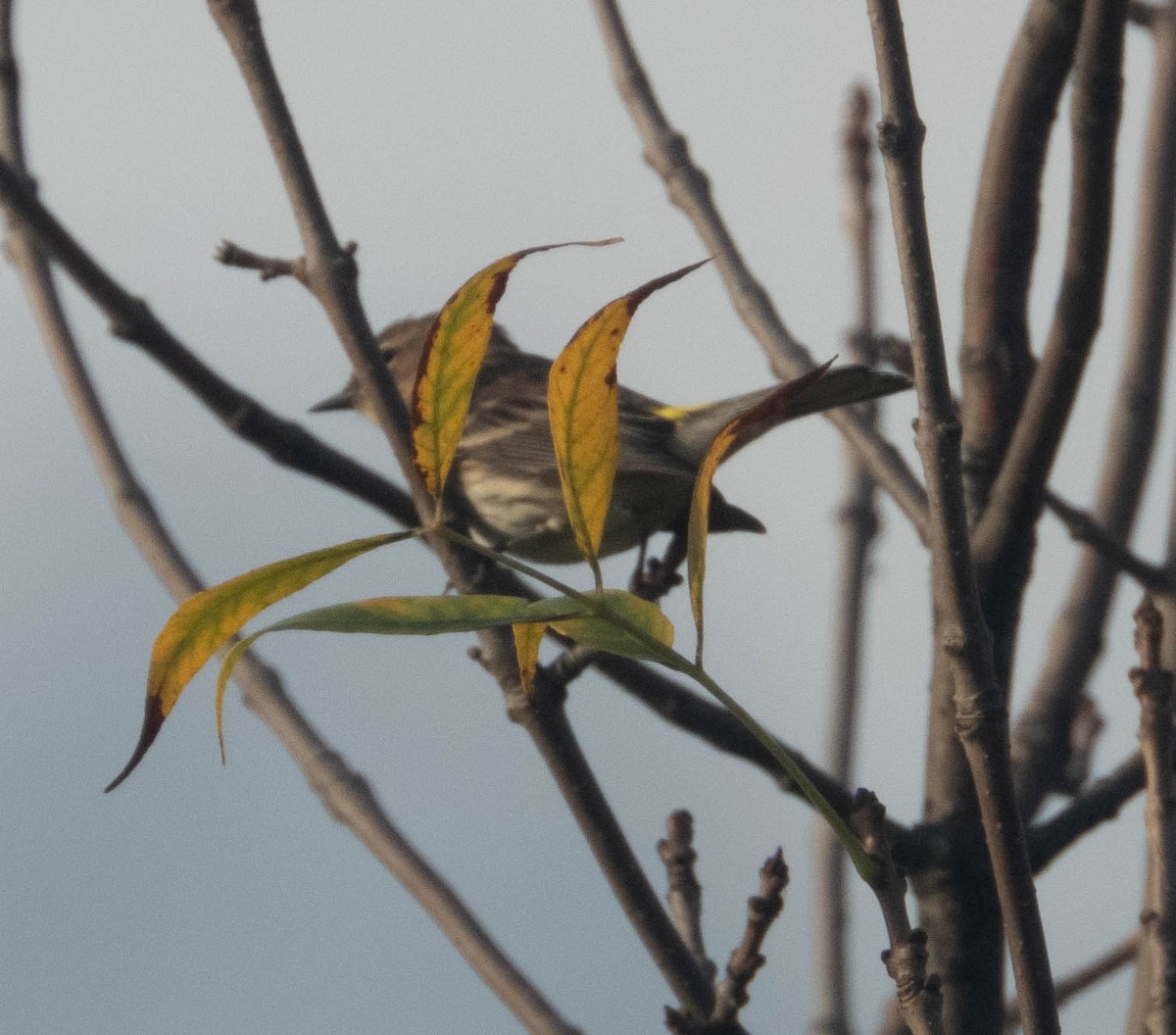 Yellow-rumped Warbler - ML609497794