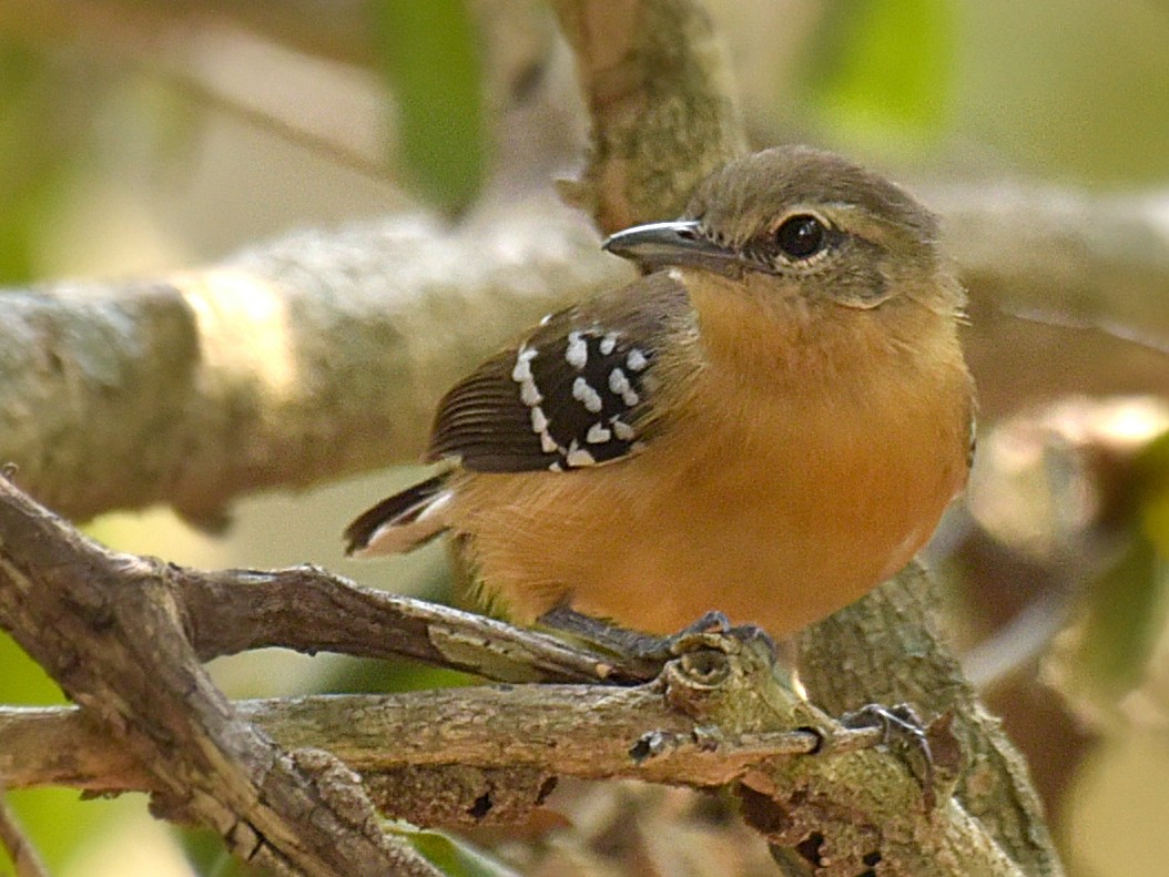 White-flanked Antwren - eBird